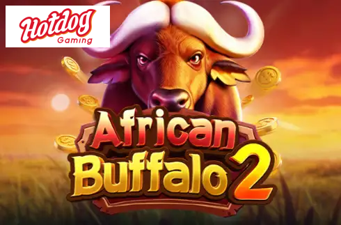 African Buffalo 2